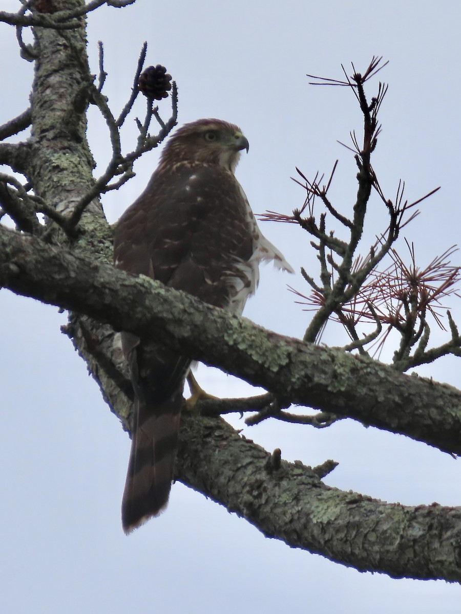 Cooper's Hawk - ML624167779