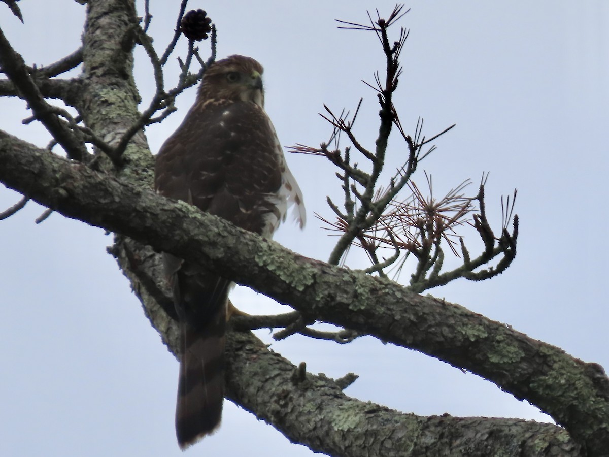 Cooper's Hawk - ML624167780