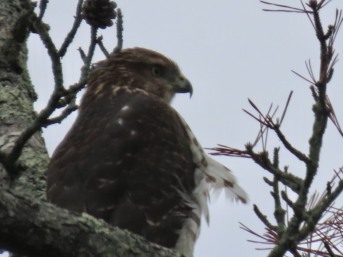 Cooper's Hawk - Marjorie Watson