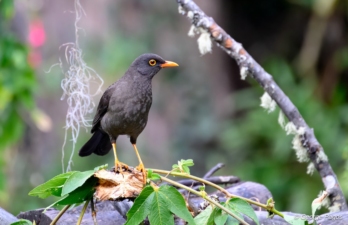 Great Thrush - ML624167807