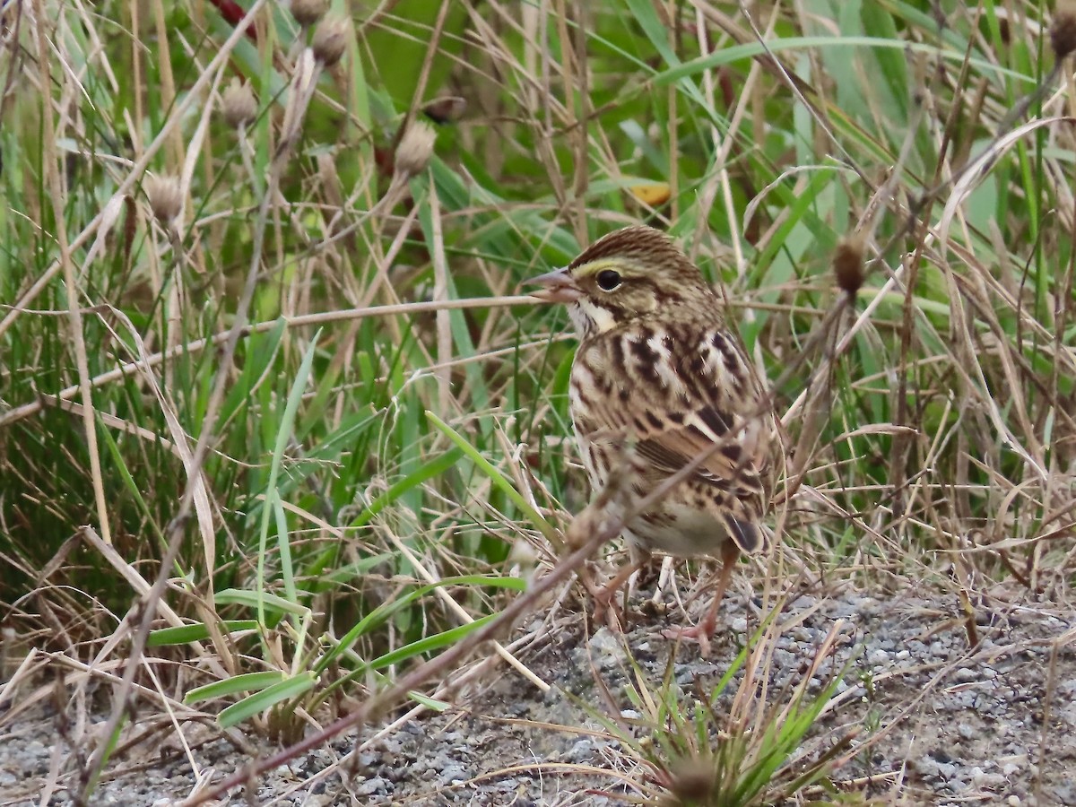 Savannah Sparrow - ML624167810