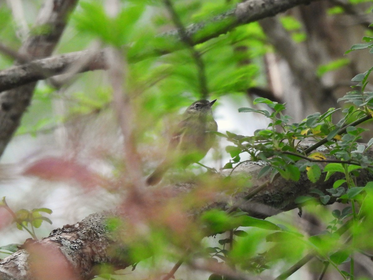 Mottle-cheeked Tyrannulet - ML624167835