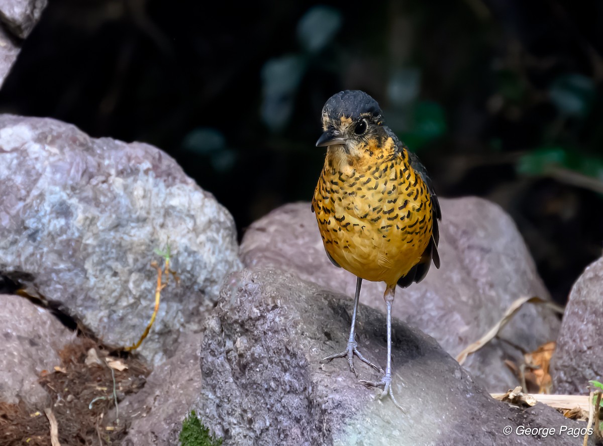 Undulated Antpitta - George Pagos