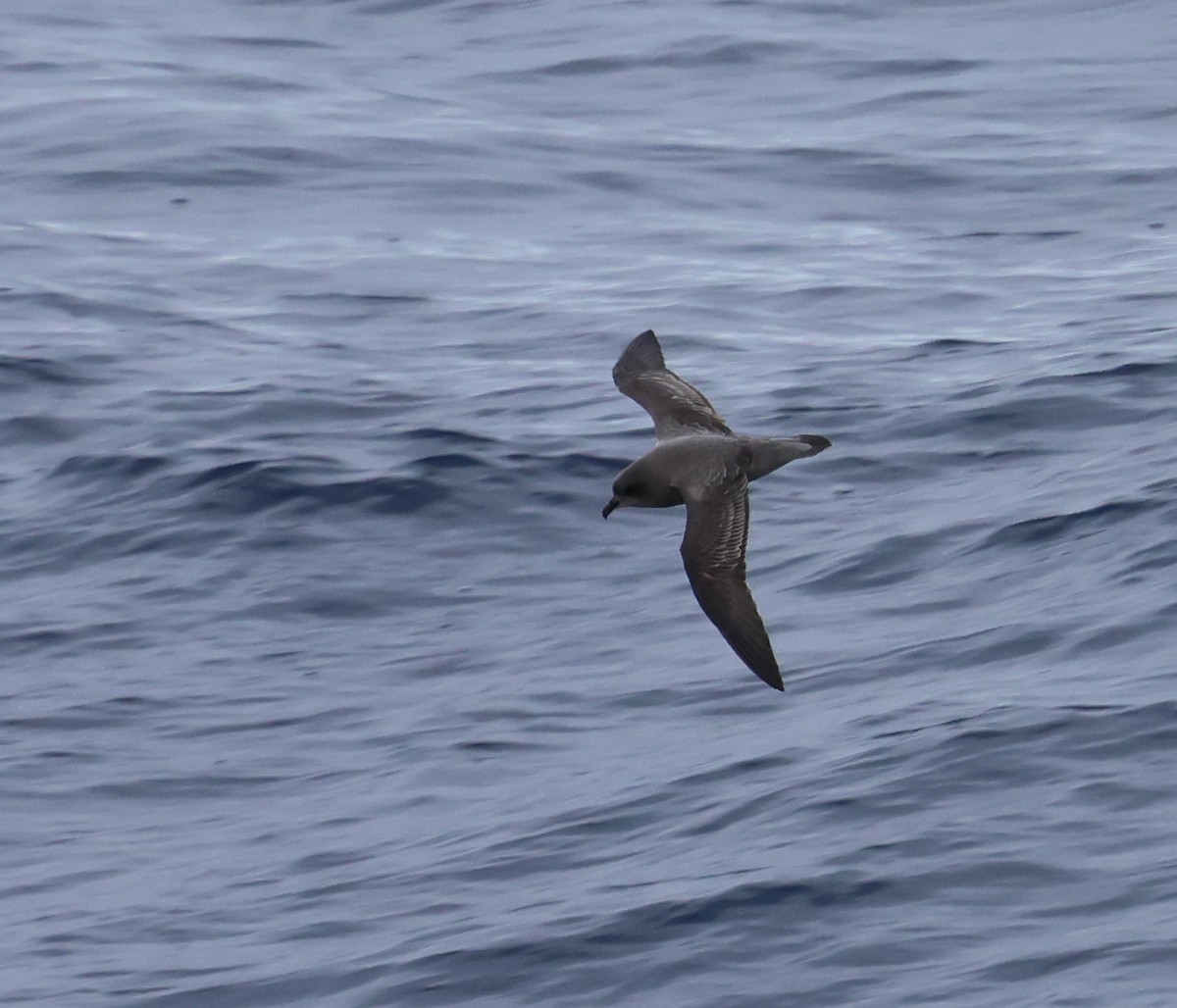 Kerguelen Petrel - ML624167863