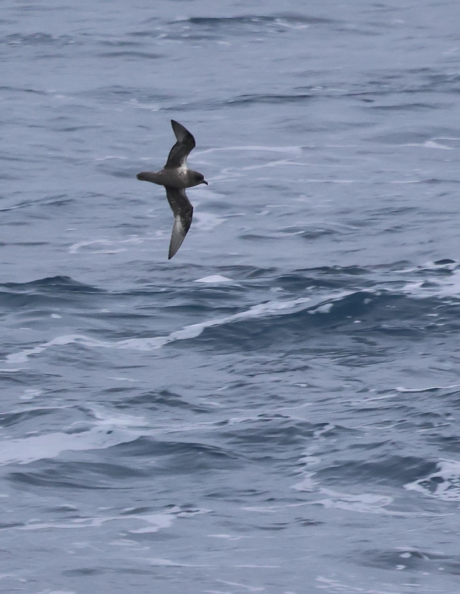 Kerguelen Petrel - ML624167864