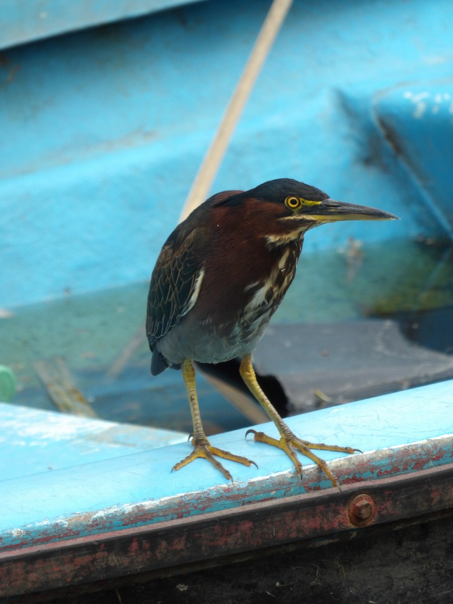 Green Heron - ML624167869