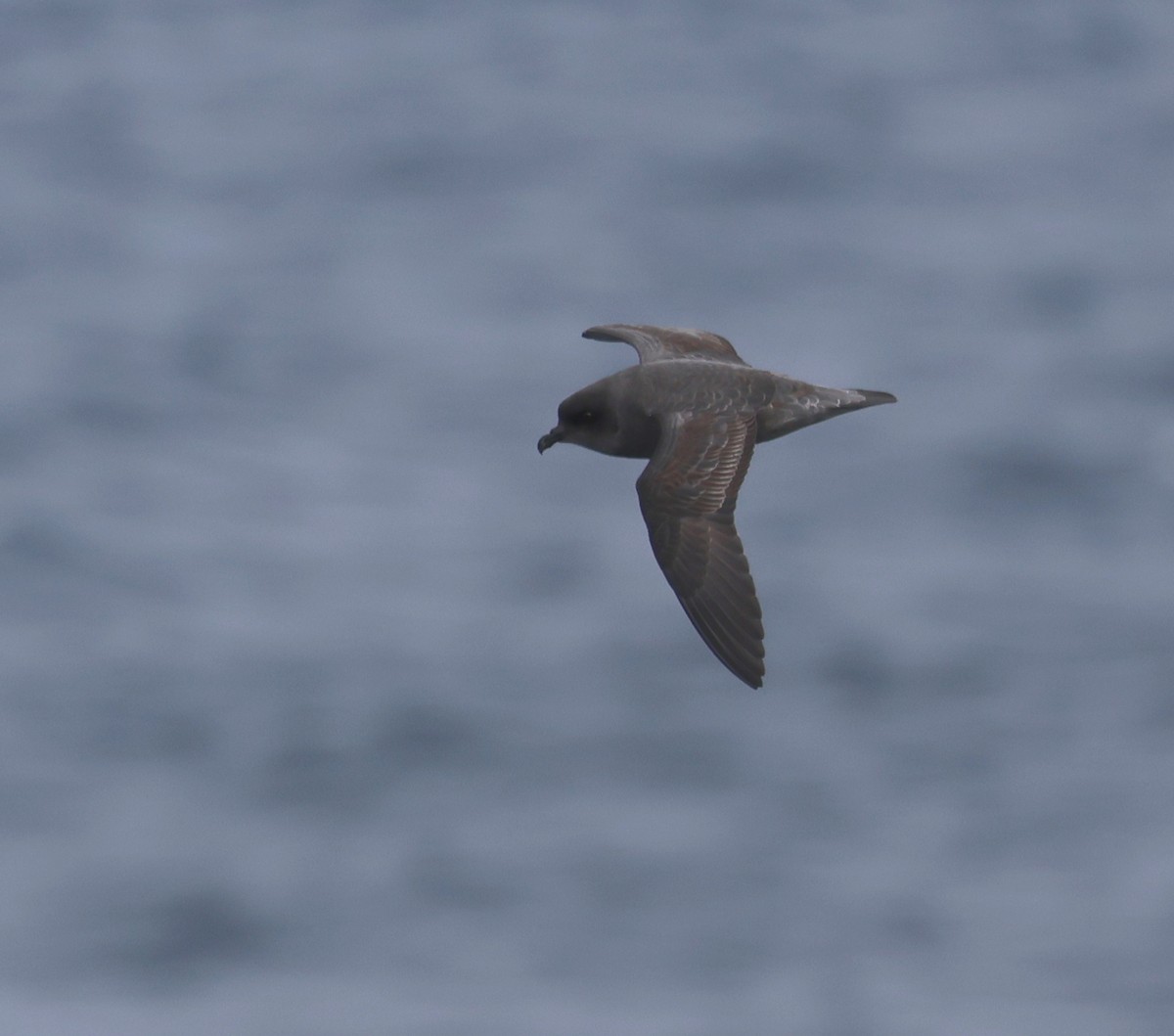 Kerguelen Petrel - David Stejskal