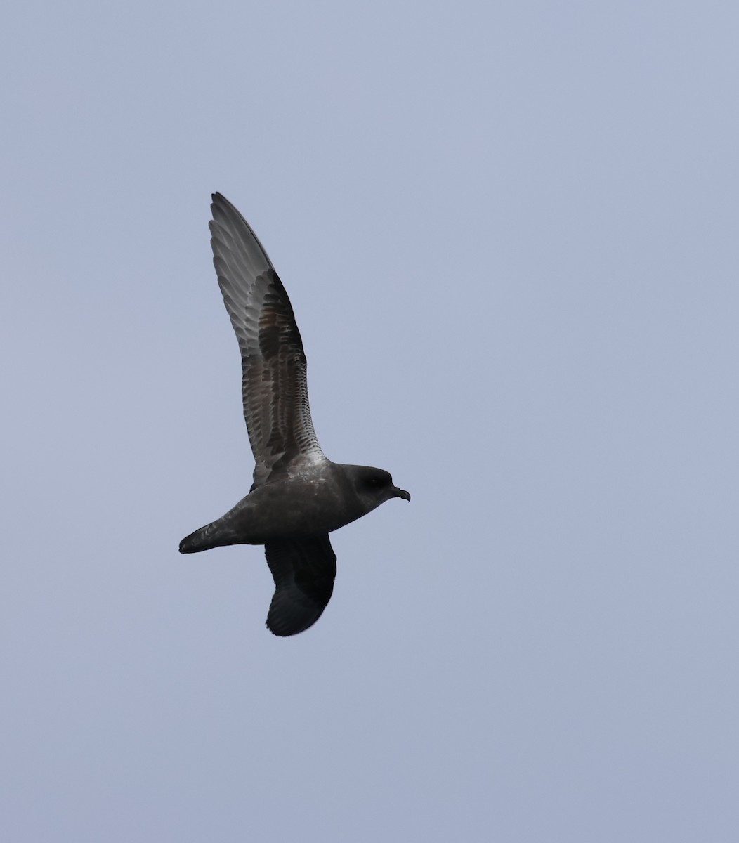 Kerguelen Petrel - ML624167872