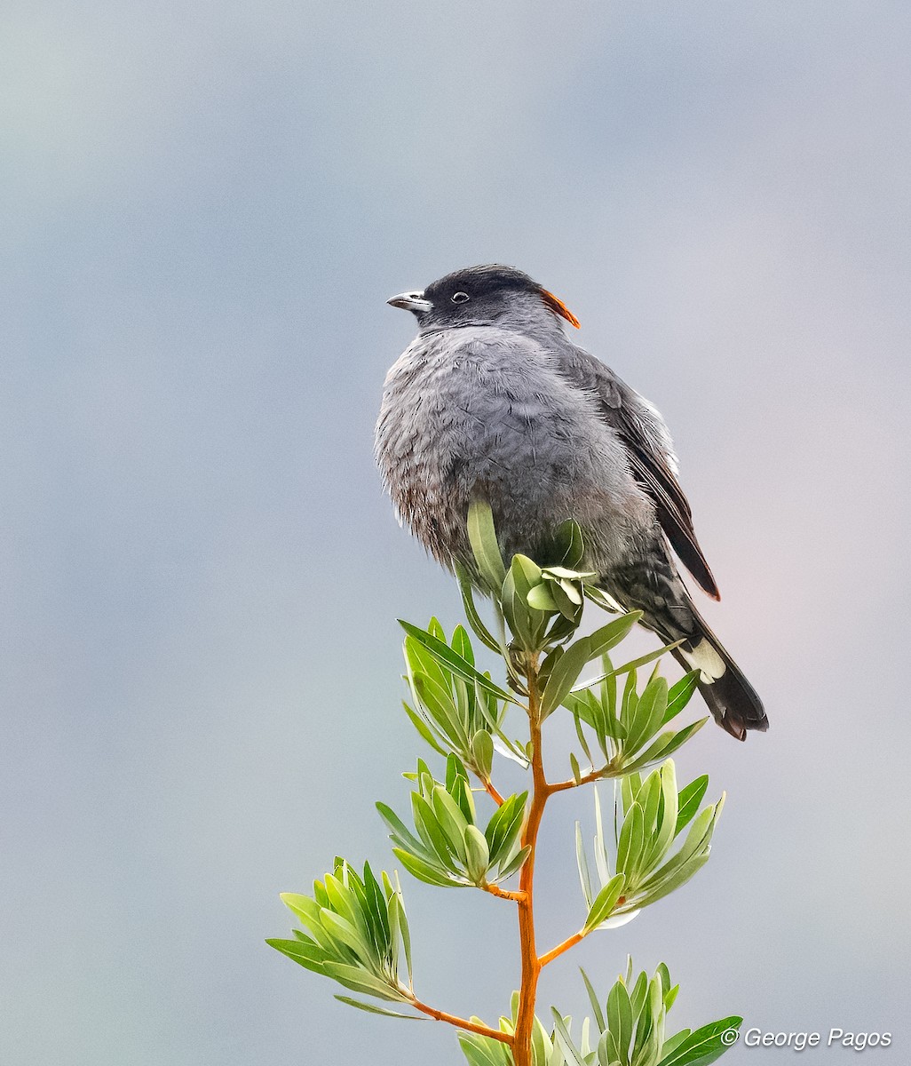 Red-crested Cotinga - ML624167875