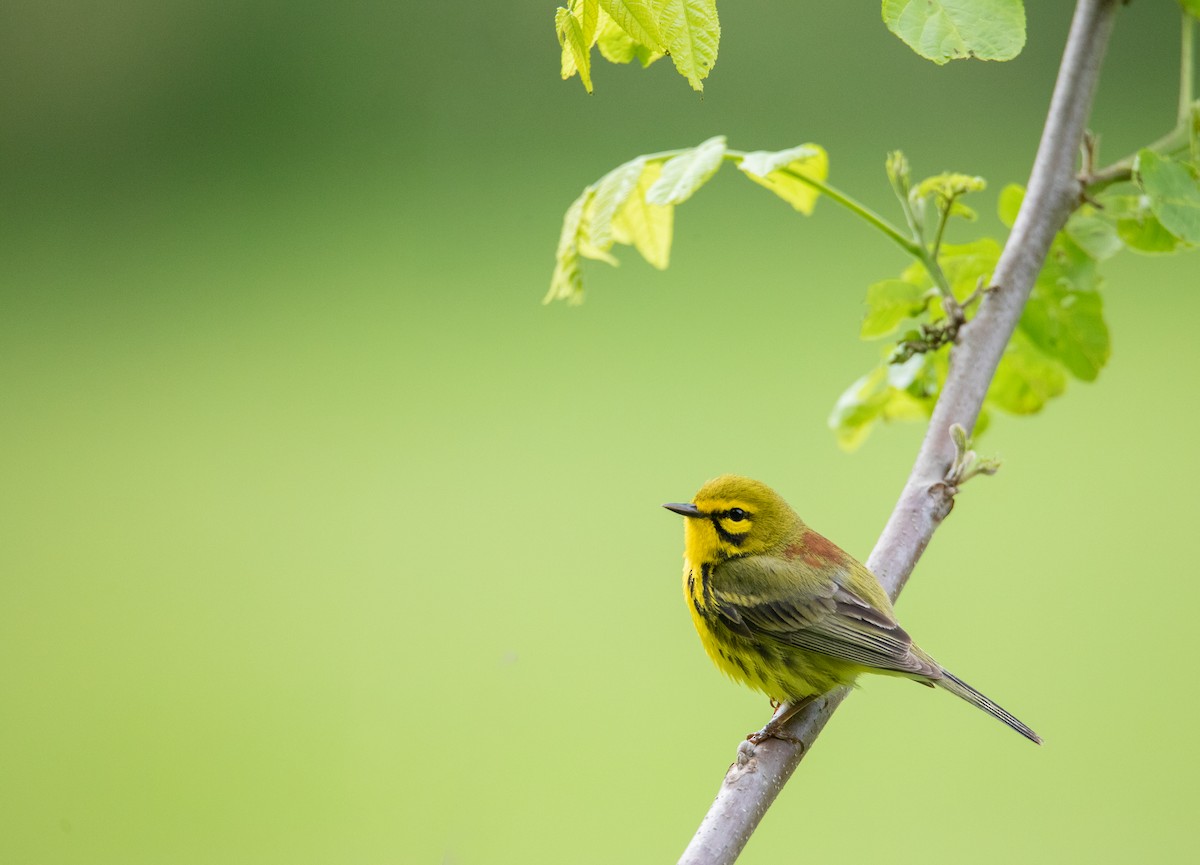 Prairie Warbler - ML624167876