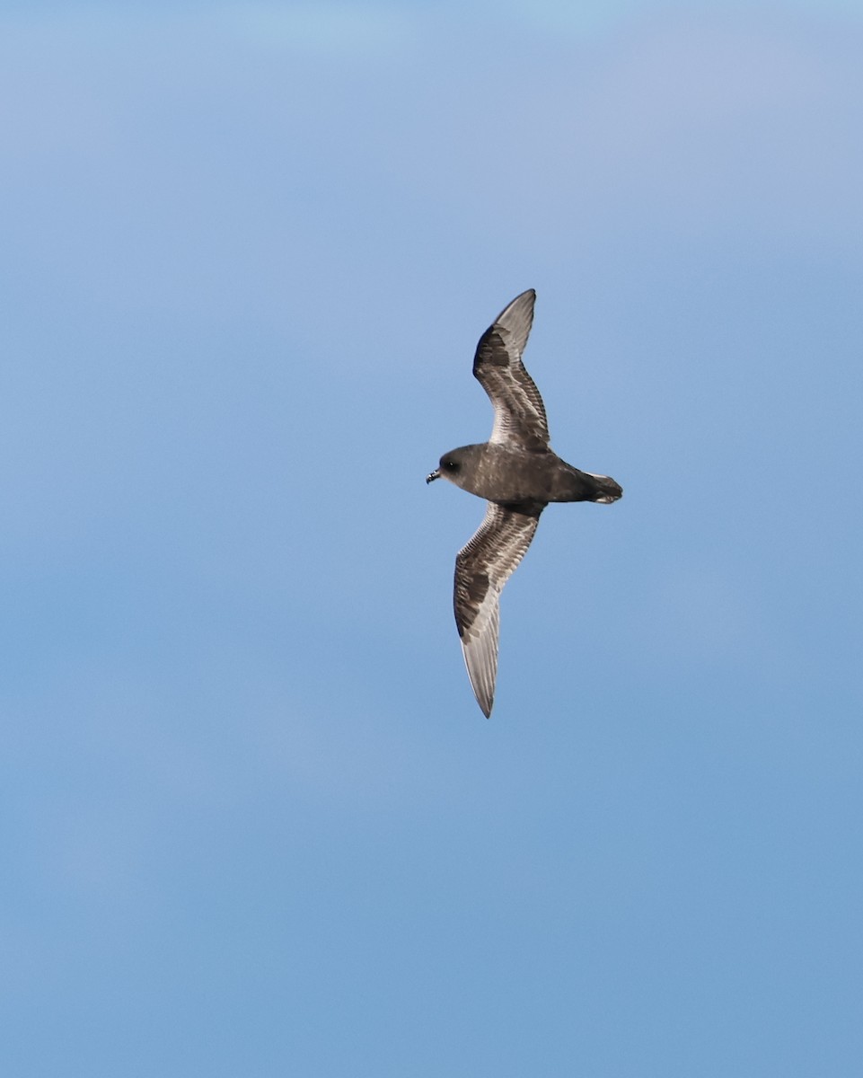 Kerguelen Petrel - ML624167877