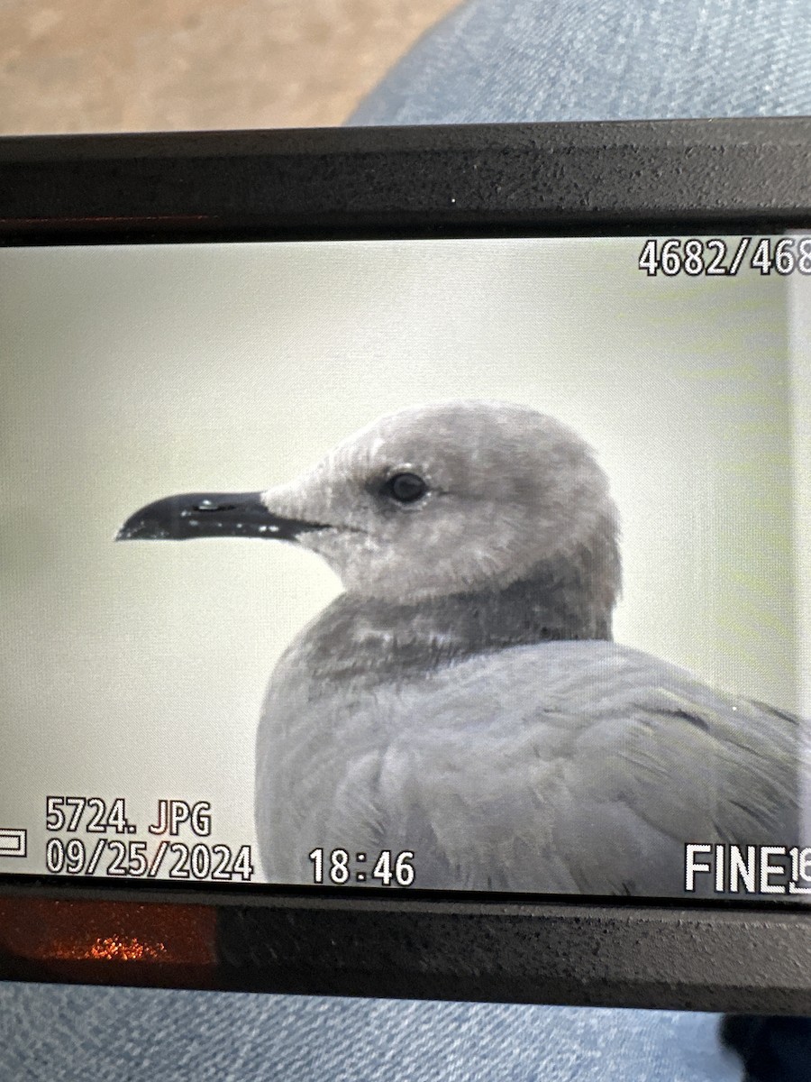 Gray Gull - ML624167882