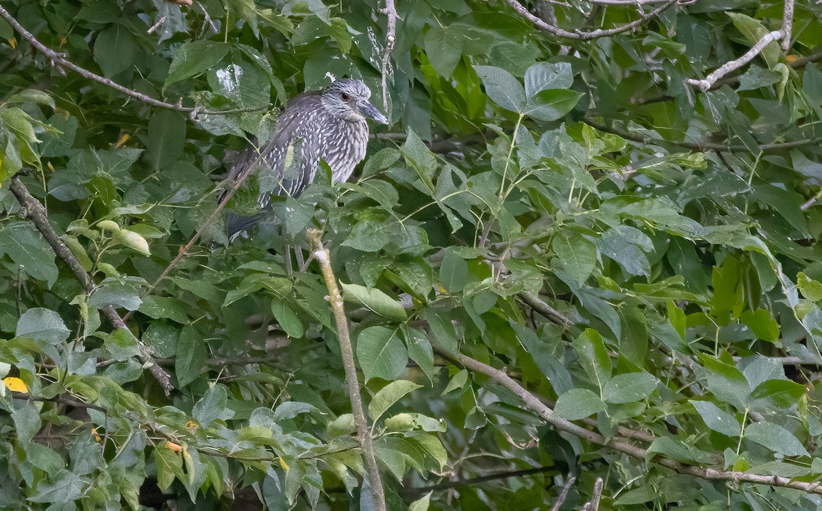 Yellow-crowned Night Heron - ML624167884