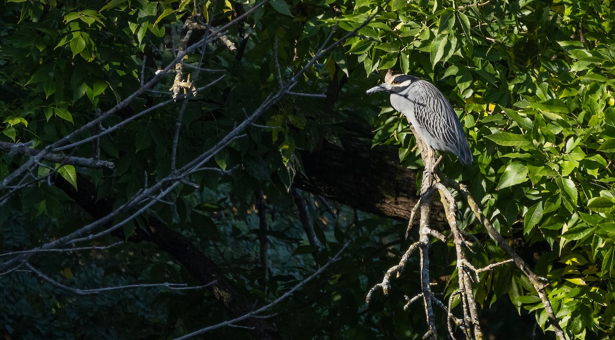 Yellow-crowned Night Heron - ML624167885