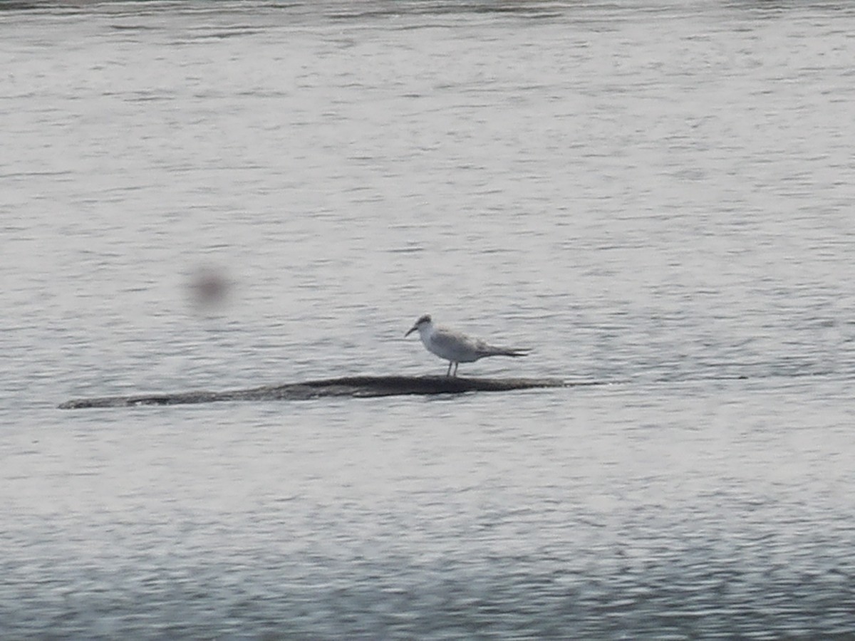 Forster's Tern - ML624167909