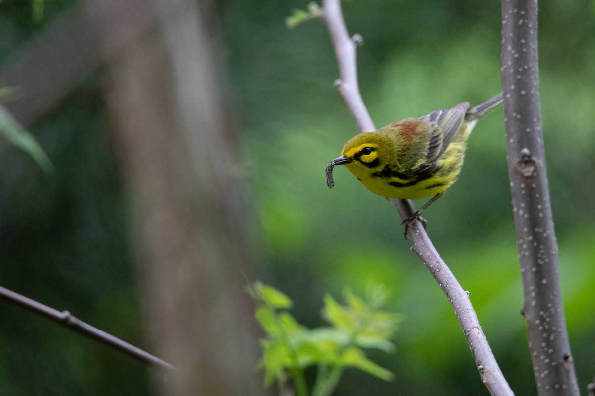 Prairie Warbler - ML624167916