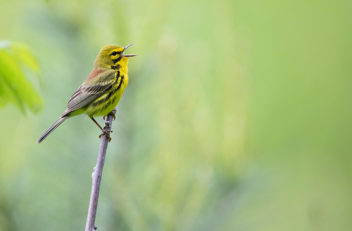 Prairie Warbler - Owen Leggio