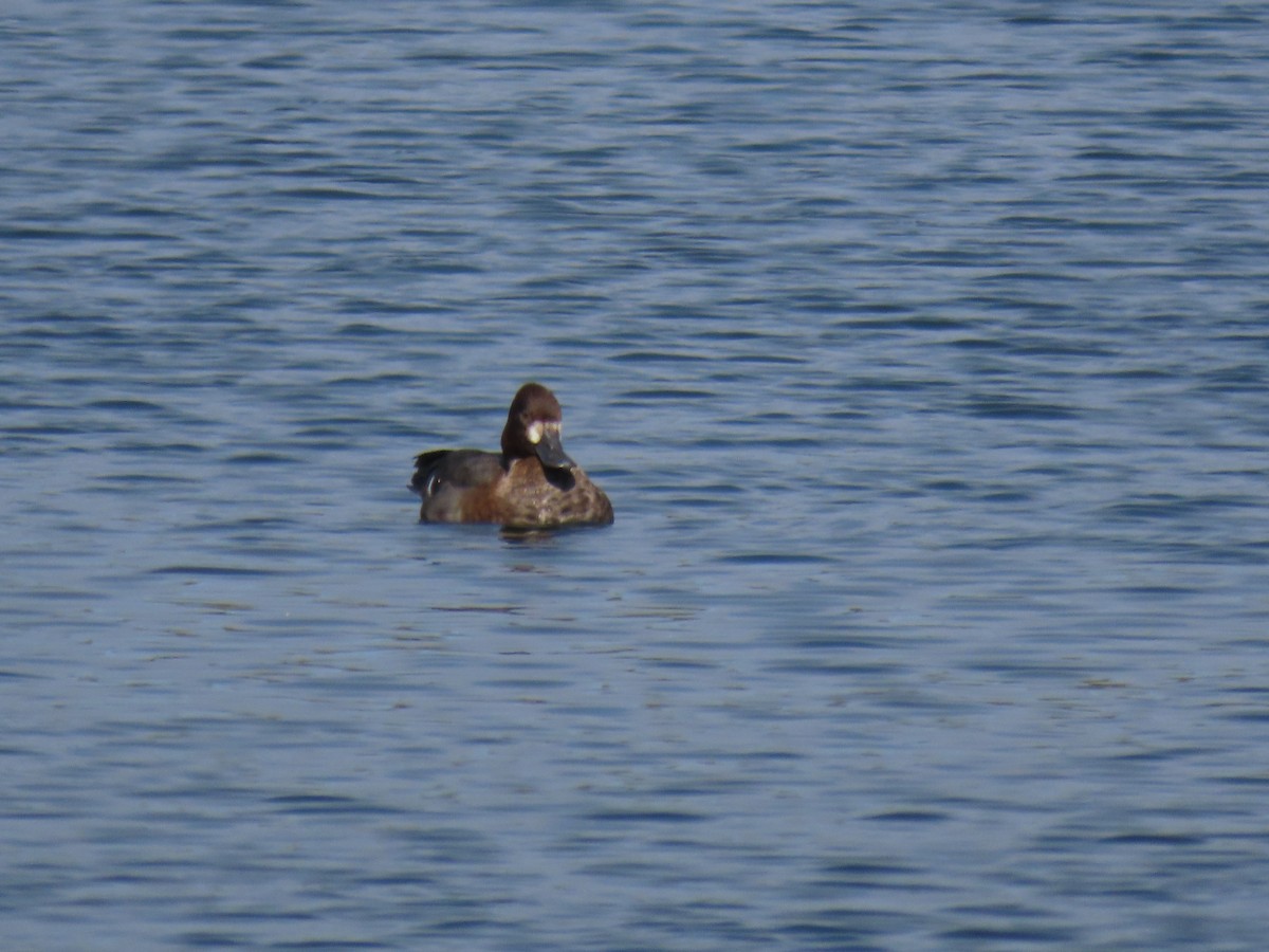 Lesser Scaup - ML624167940