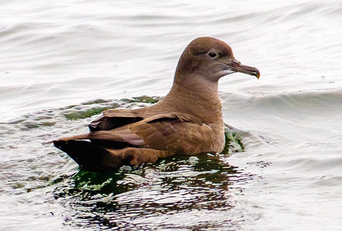 Sooty Shearwater - ML624167961