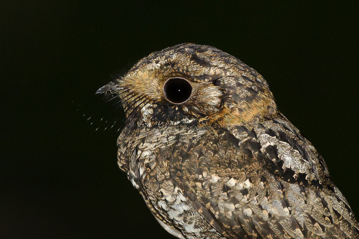 Yucatan Nightjar - ML624167973