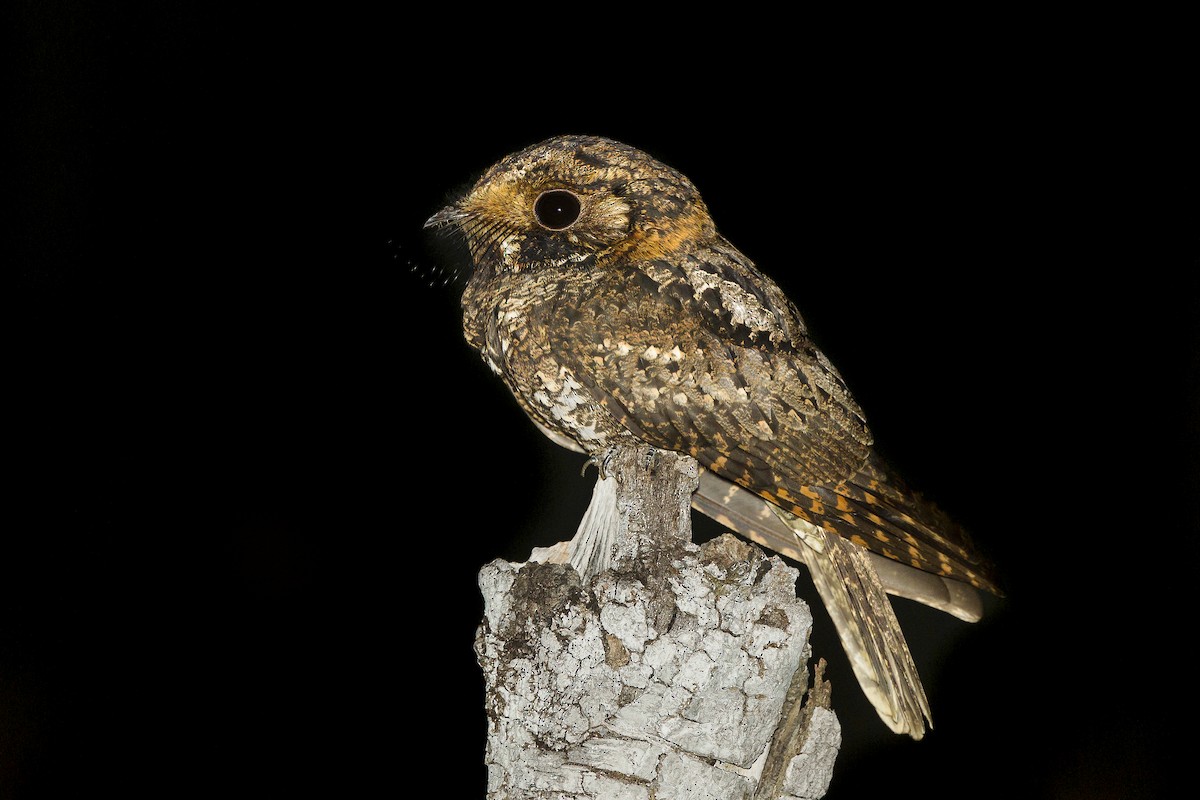 Yucatan Nightjar - ML624167974