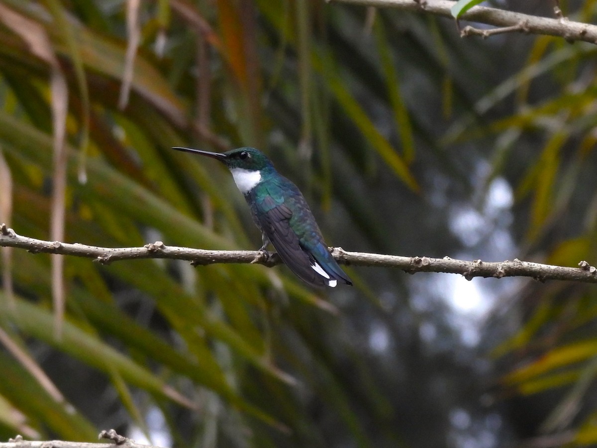 White-throated Hummingbird - ML624167985