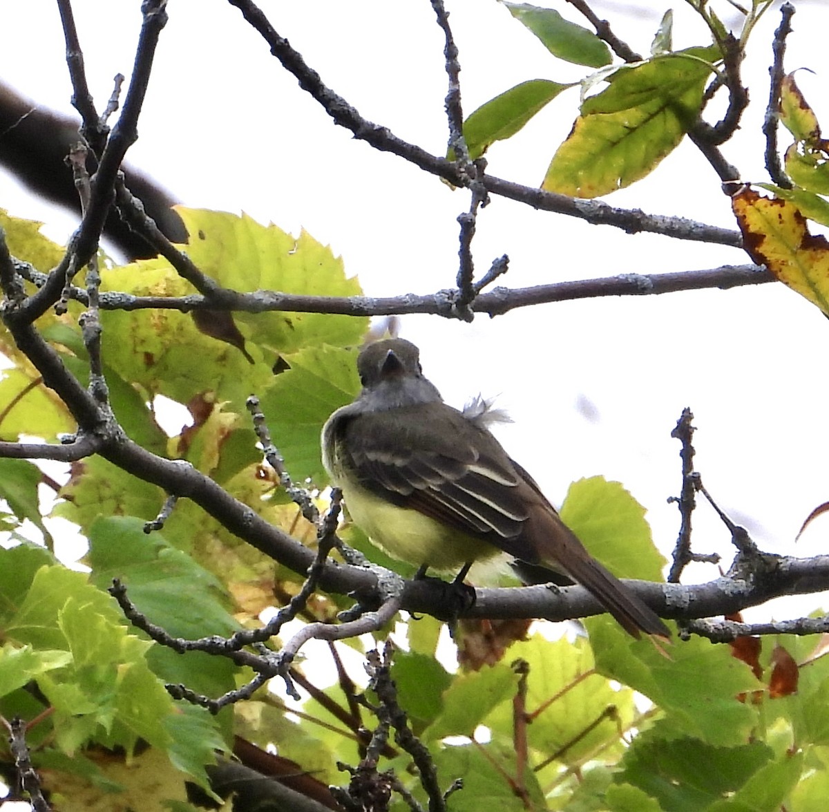 Great Crested Flycatcher - ML624168014