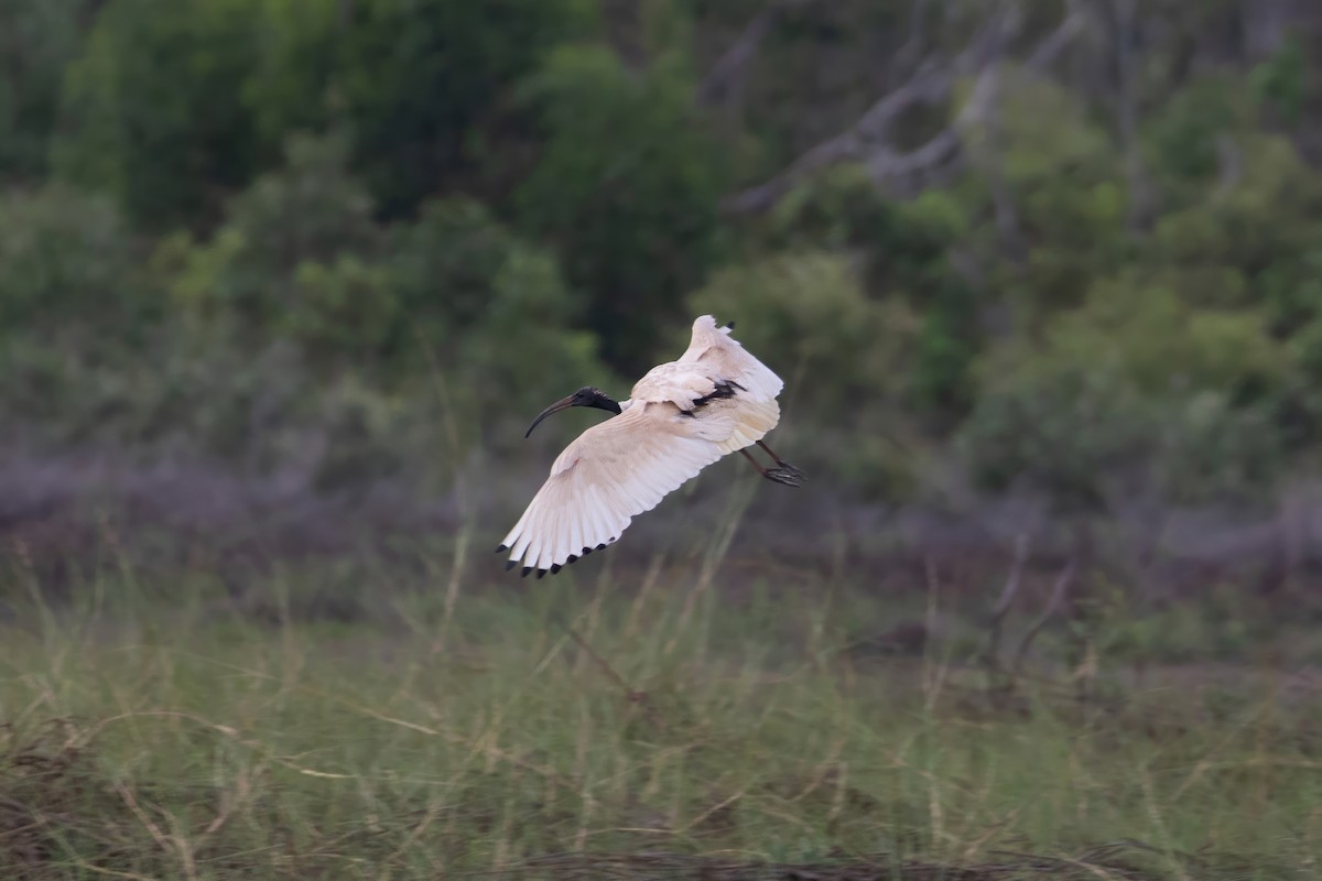 Australian Ibis - ML624168054