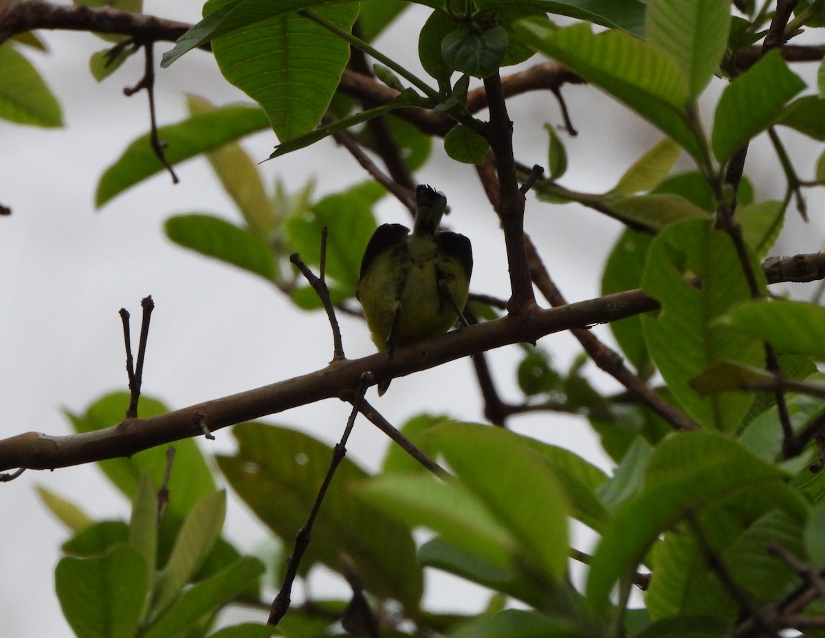 Common Tody-Flycatcher - ML624168055