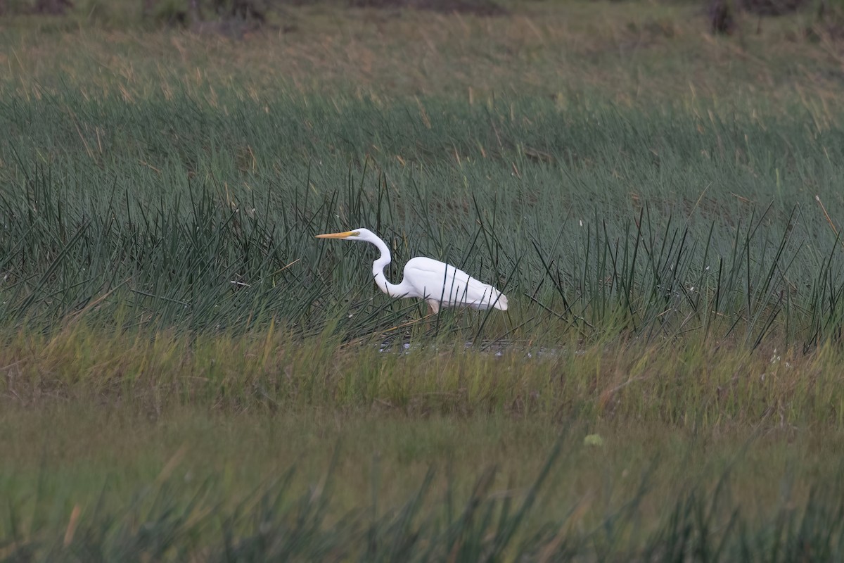 Great Egret (modesta) - ML624168059