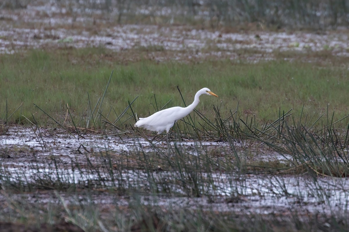 Plumed Egret - ML624168067