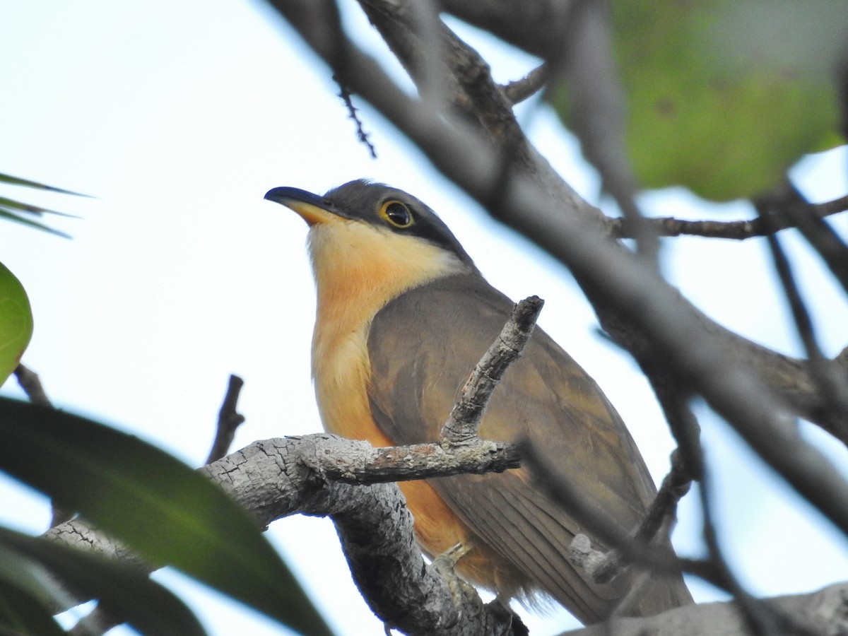 Mangrove Cuckoo - Héctor Moncada