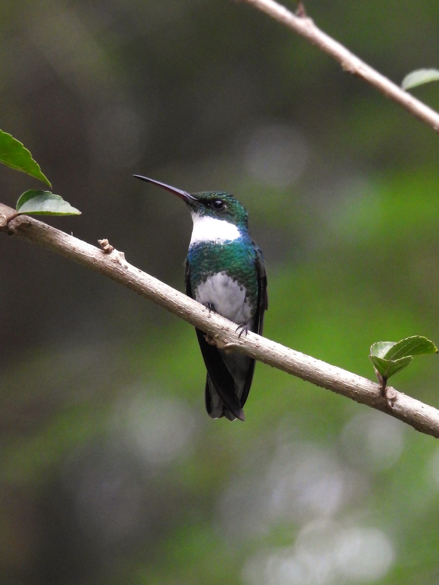 White-throated Hummingbird - ML624168099