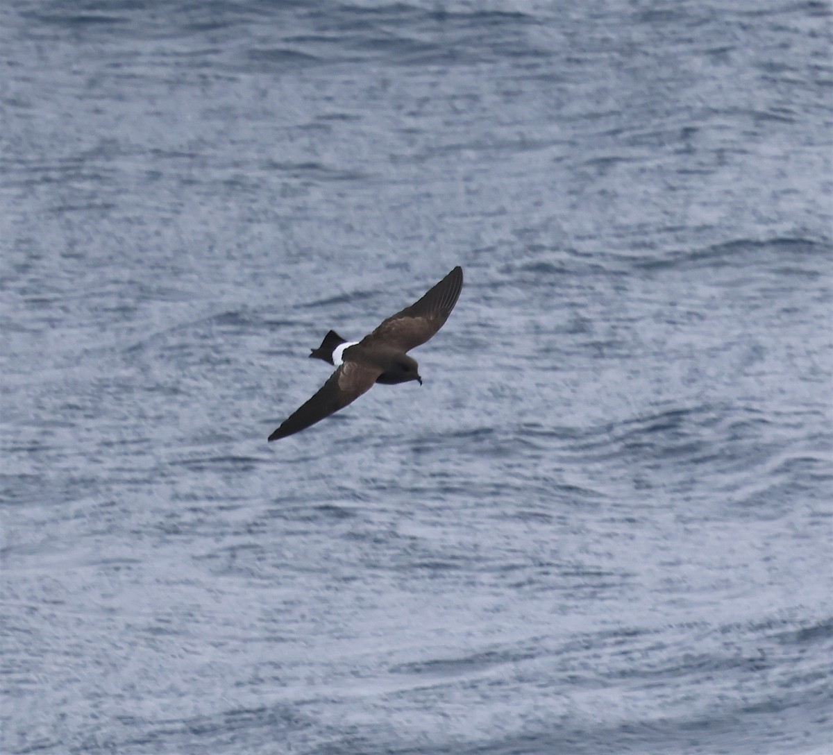 Black-bellied Storm-Petrel - David Stejskal