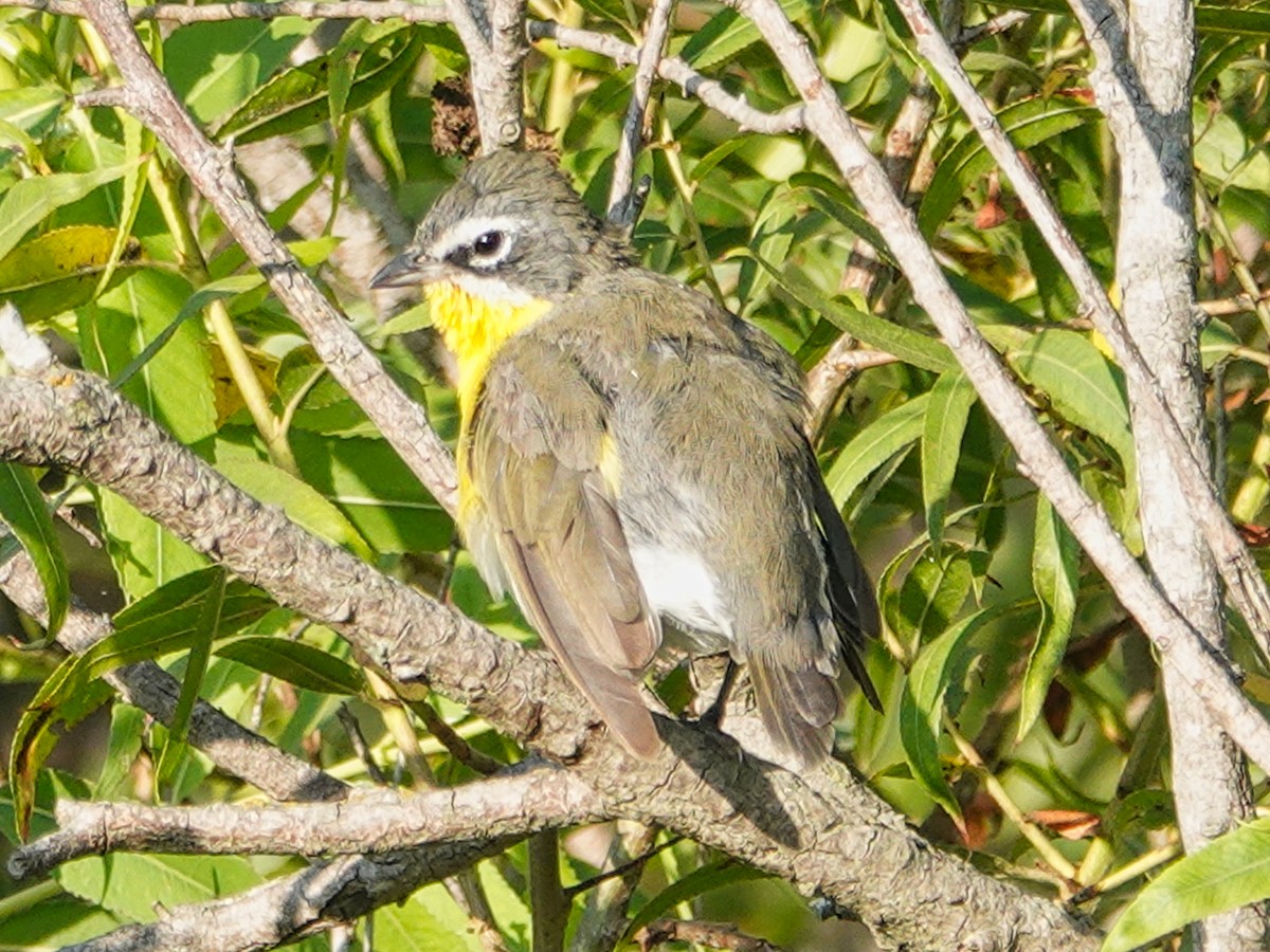 Yellow-breasted Chat - ML624168124