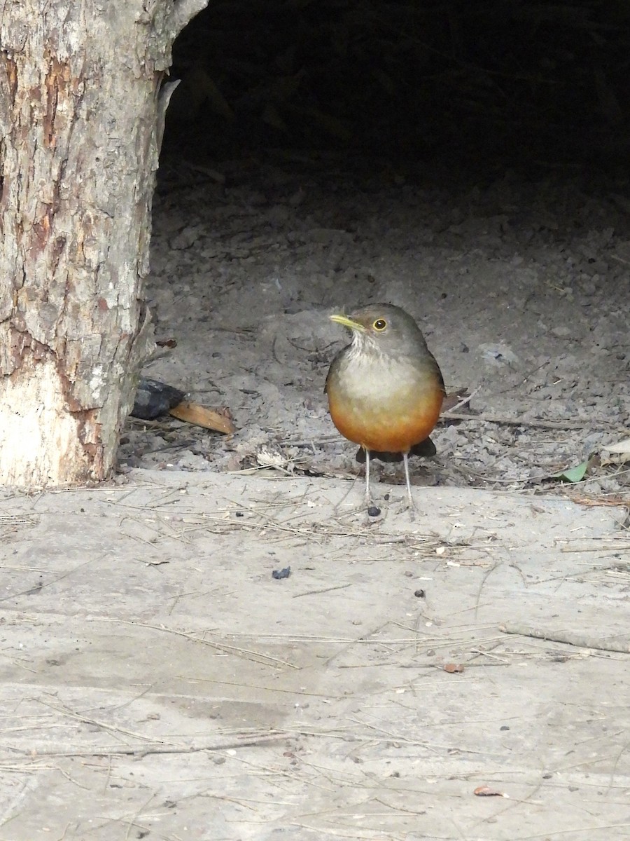 Rufous-bellied Thrush - Maria Lujan Solis