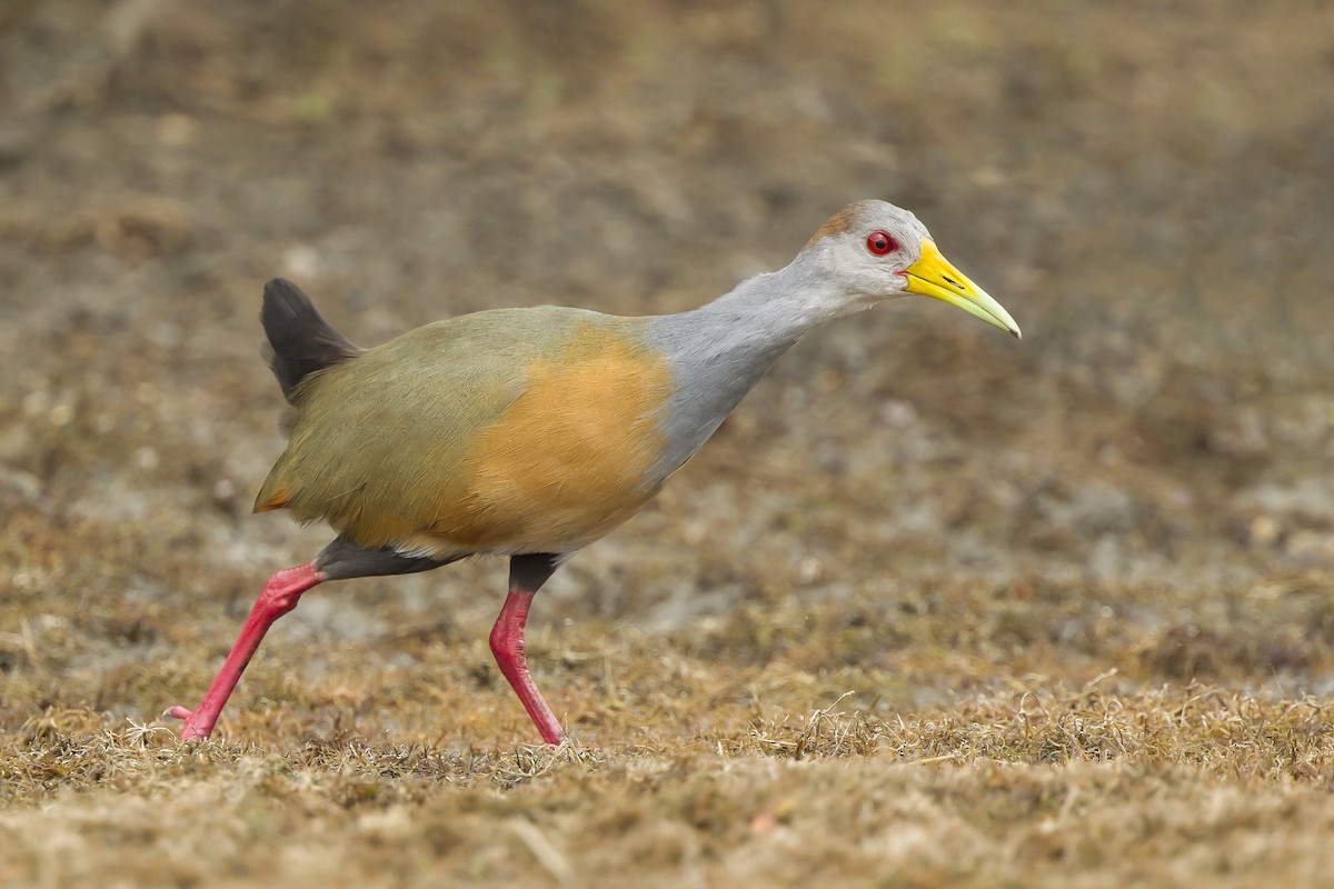 Russet-naped Wood-Rail - ML624168135