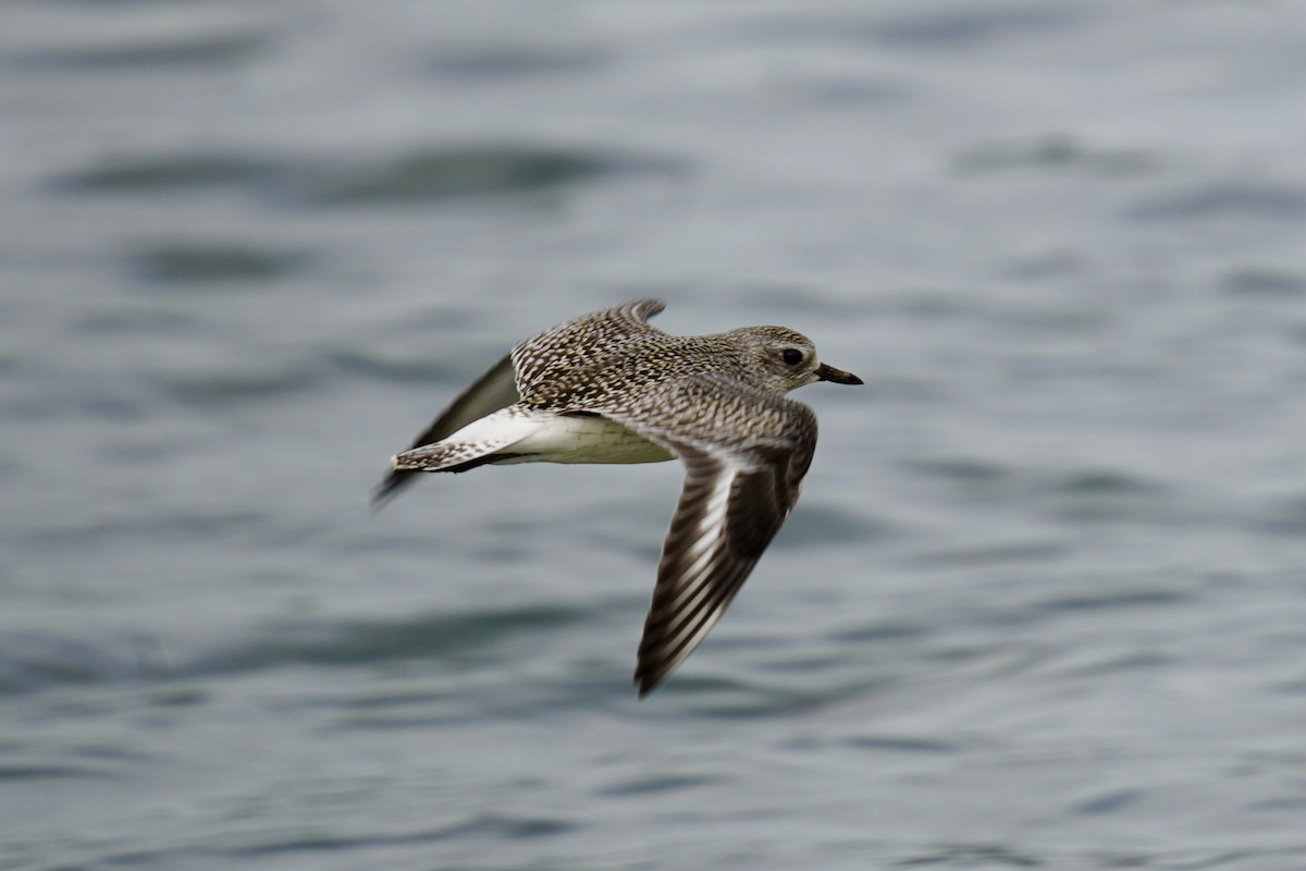 Black-bellied Plover - ML624168136