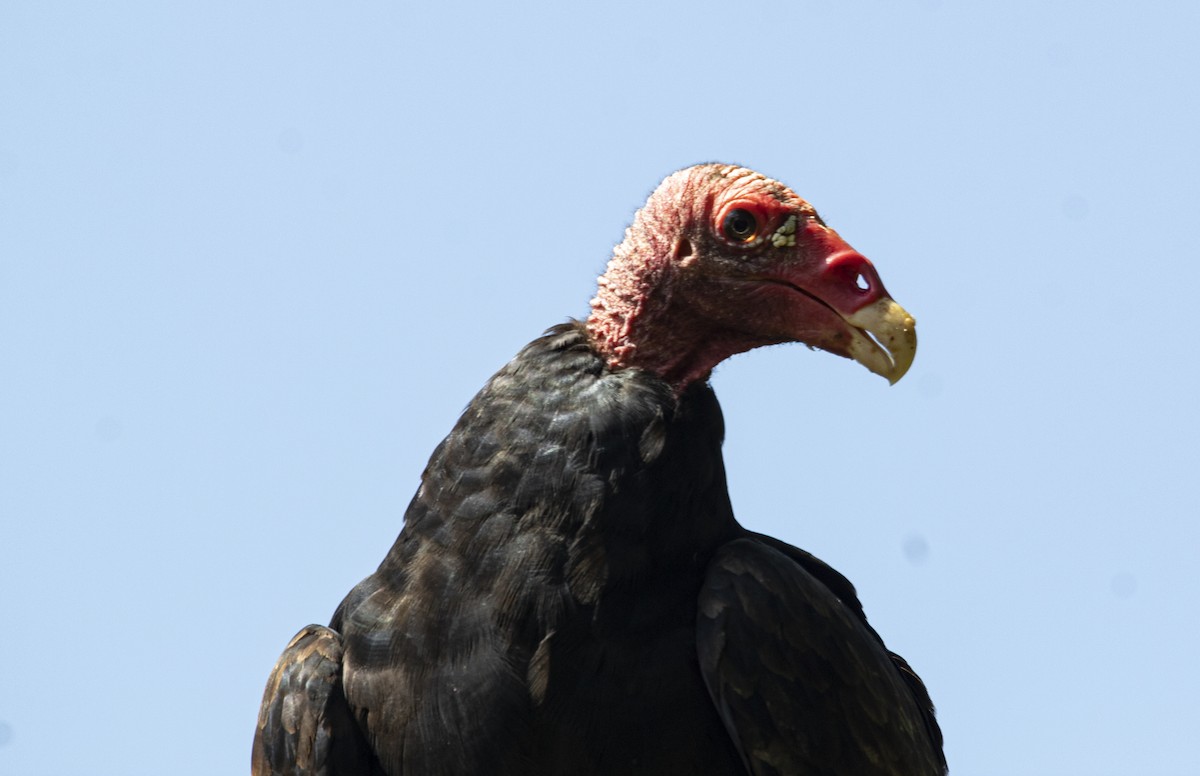 Turkey Vulture - ML624168154