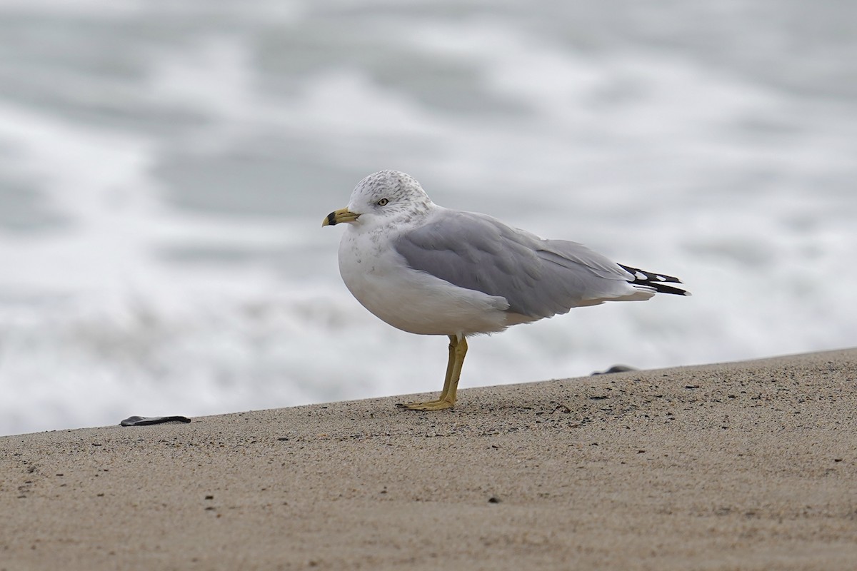 Ring-billed Gull - ML624168160