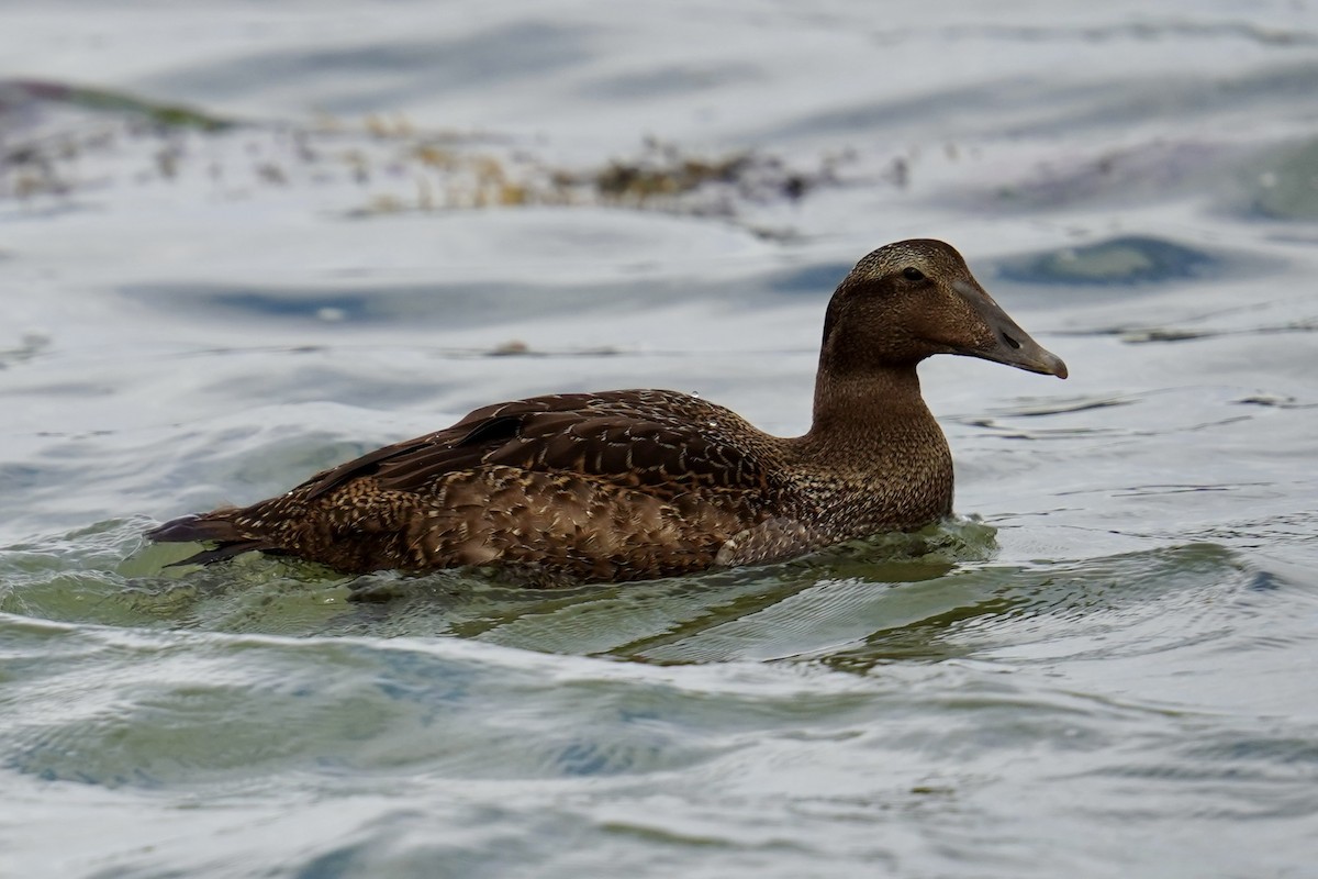 Common Eider - ML624168186