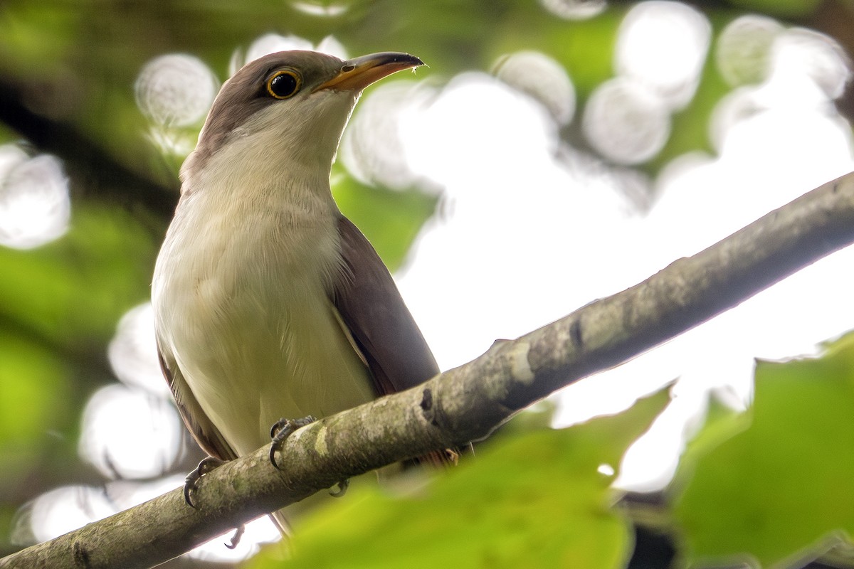 Yellow-billed Cuckoo - ML624168232