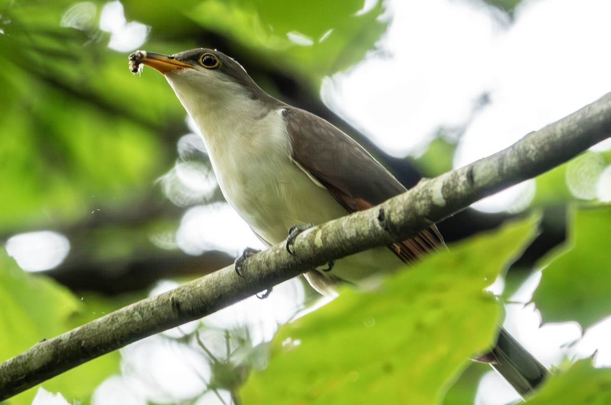 Yellow-billed Cuckoo - ML624168233