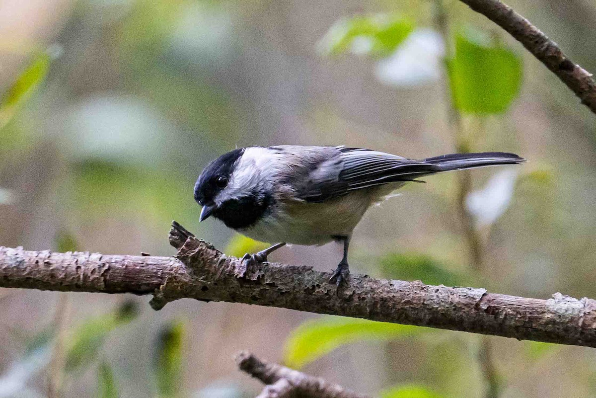 Black-capped Chickadee - ML624168238