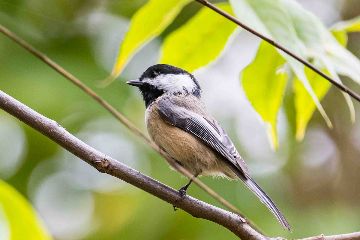 Black-capped Chickadee - ML624168239