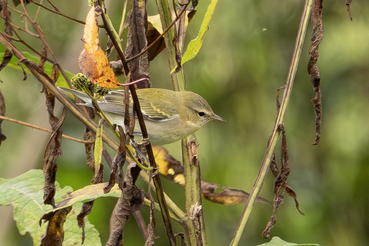 Tennessee Warbler - ML624168242