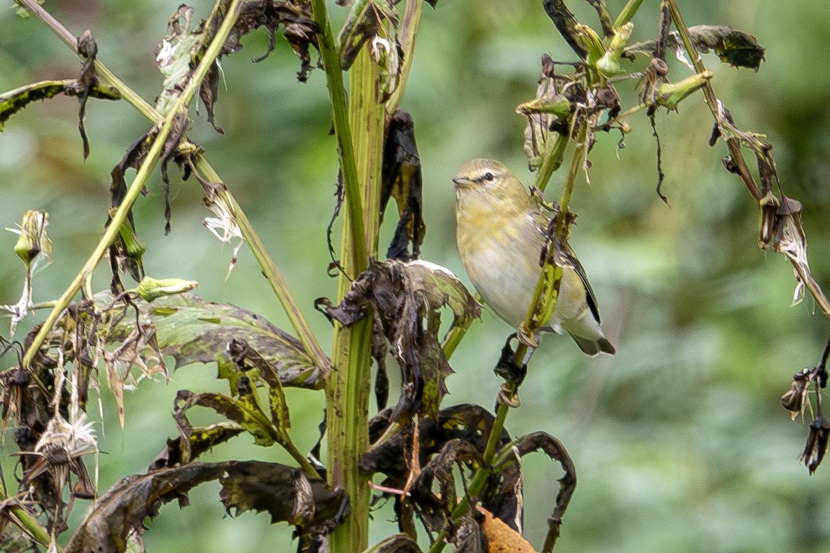 Tennessee Warbler - ML624168243