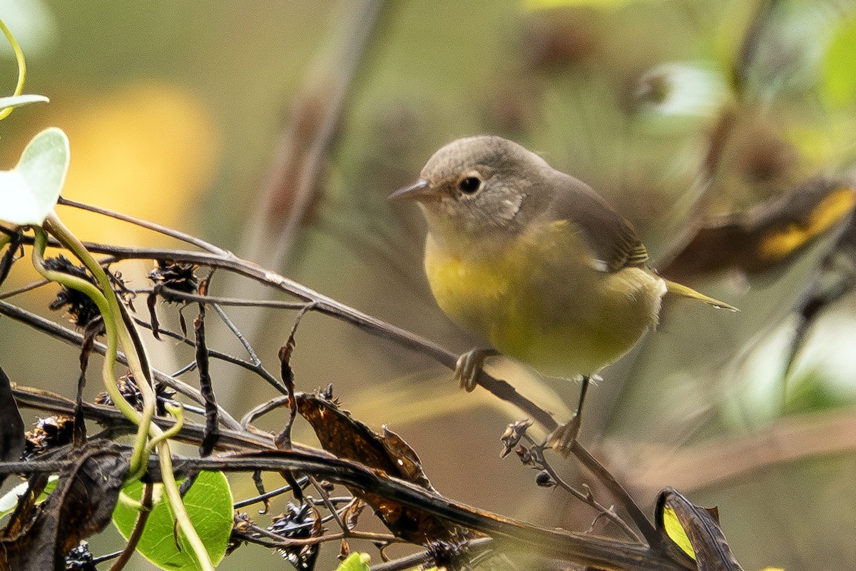 Nashville Warbler - ML624168248