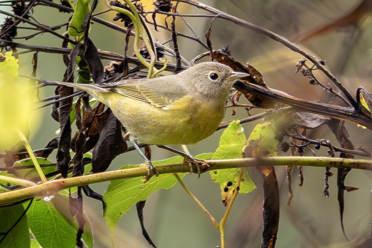 Nashville Warbler - ML624168249