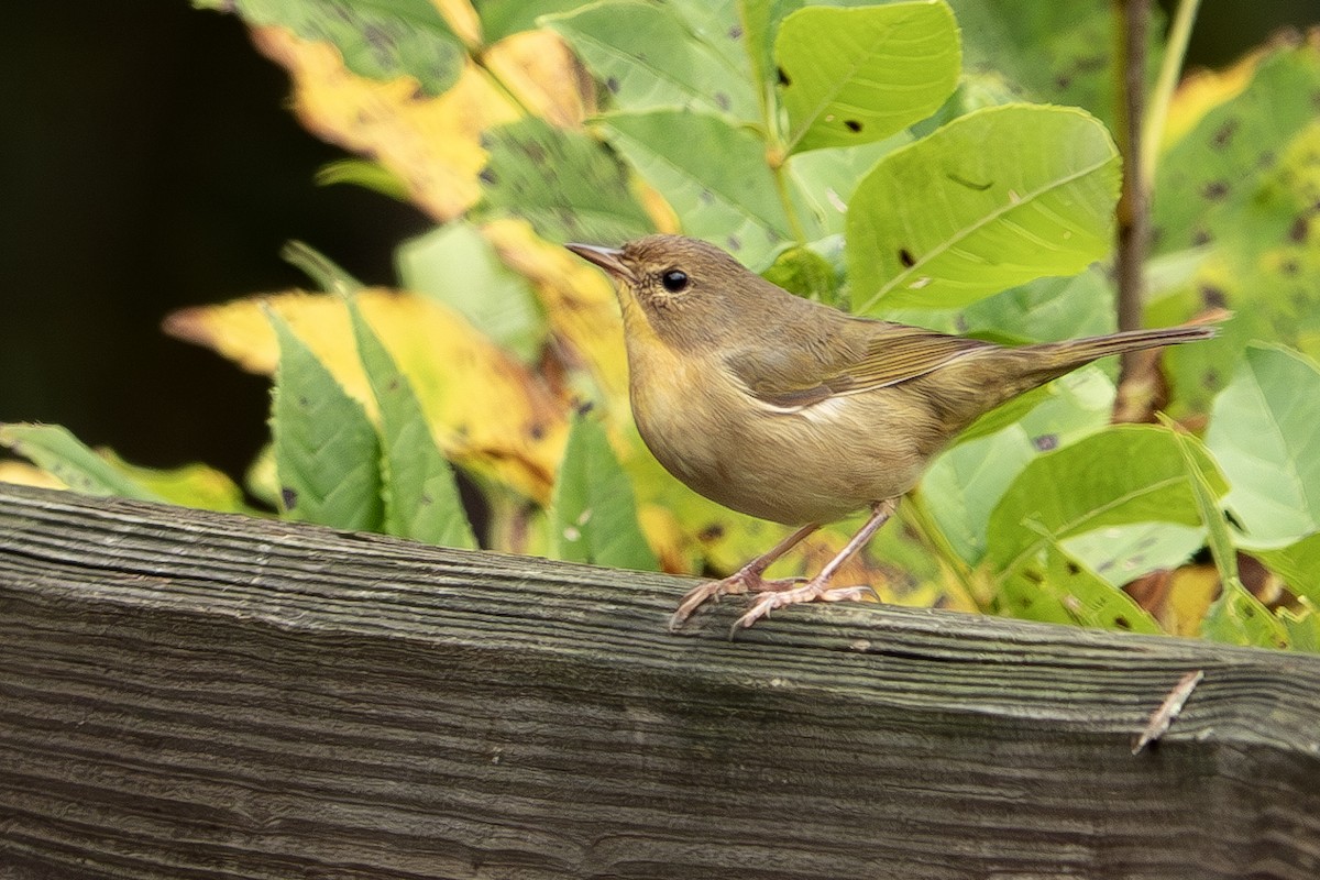 Common Yellowthroat - ML624168266